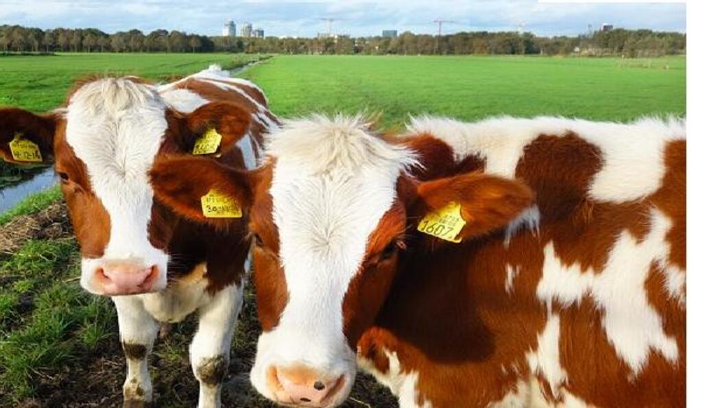 Veehouderij en Natuur